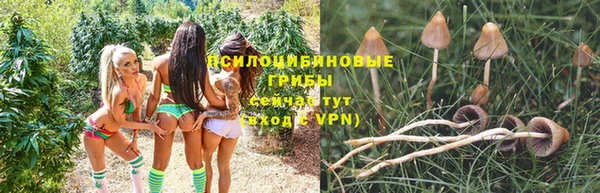 apvp Алзамай